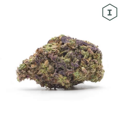 gushers leafly|gushers strain indica or sativa.